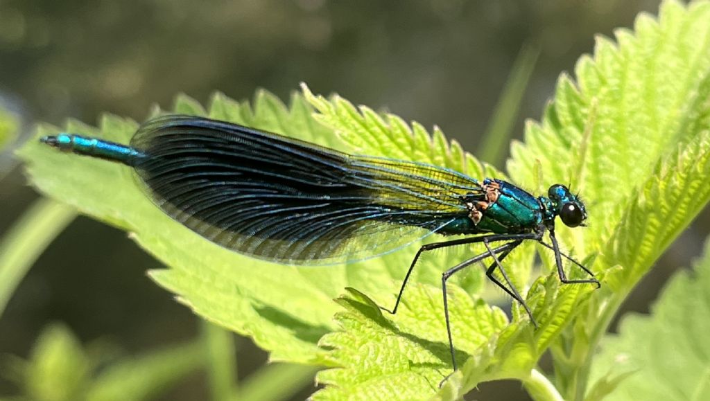 Calopteryx splendens..... m. e f.